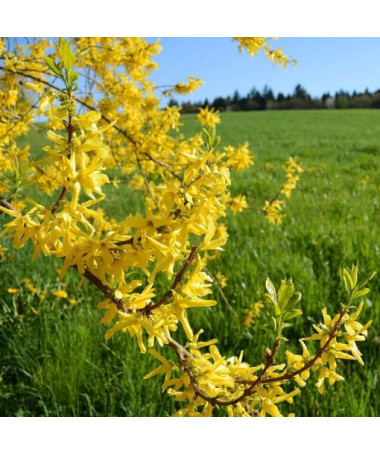 Forsītija 'Flojor' P9/C1