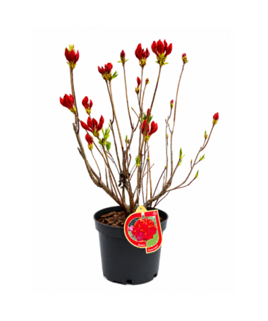 Rododendrs (Azālija) Feuerwerk  pods,  C10