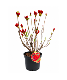 Rododendrs (Azālija) Feuerwerk  pods,  C10