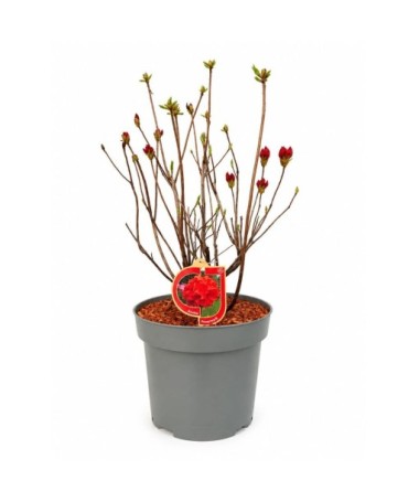 Rododendrs (Azālija) Feuerwerk  pods,  C10