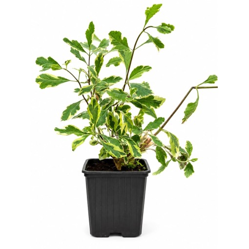 Lonicera heckrottii ‘Variegata’ pods P9/C1