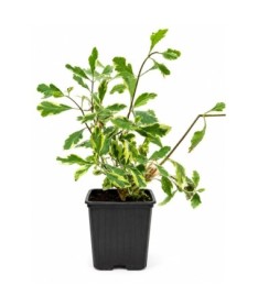 Lonicera heckrottii ‘Variegata’ pods P9/C1