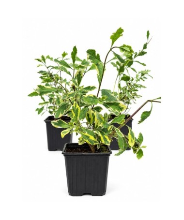 Lonicera heckrottii ‘Variegata’ pods P9/C1