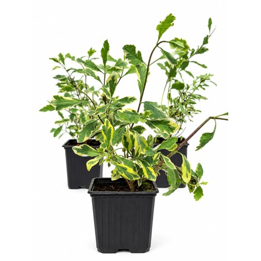 Lonicera heckrottii ‘Variegata’ pods P9/C1