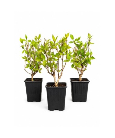 Veigela ‘Minuet’ pods P9/C1