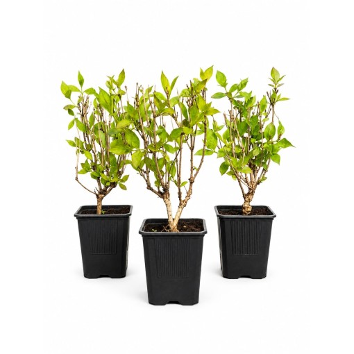 Veigela ‘Minuet’ pods P9/C1