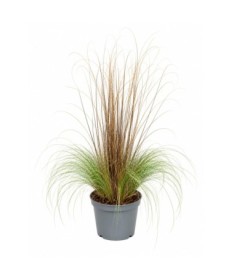 Dekoratīvo graudzāļu mikss 10L podā – komplekts 1