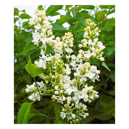 Parastais ceriņš ‘Primrose’ C4 (potēšana uz potcelma)