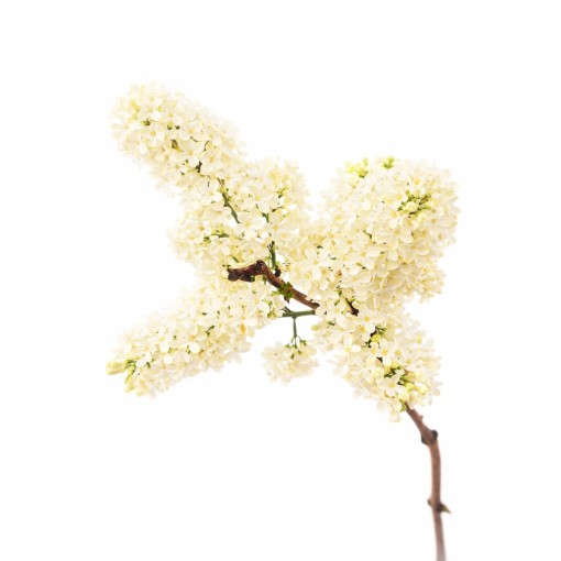 Parastais ceriņš ‘Primrose’ C4 (potēšana uz potcelma)