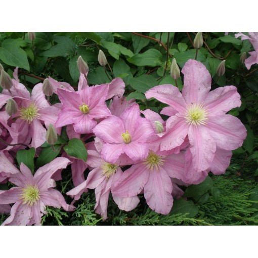 Klematis 'Comtesse de Bouchaud' C4