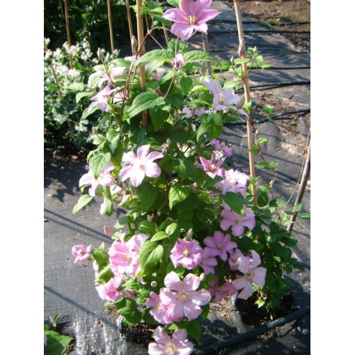 Klematis 'Comtesse de Bouchaud' C4
