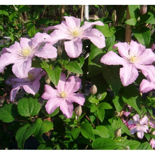 Klematis 'Comtesse de Bouchaud' C2