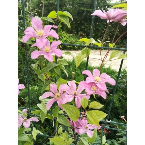 Klematis 'Comtesse de Bouchaud' C2