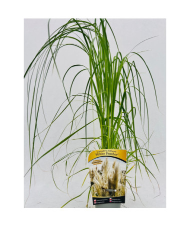 Pampu zāle White Feather P9/C1