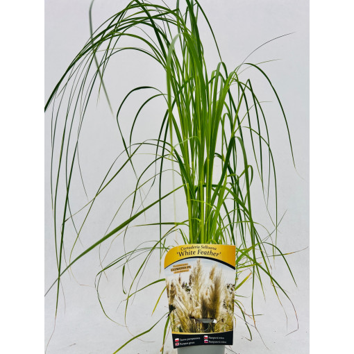 Pampu zāle White Feather P9/C1