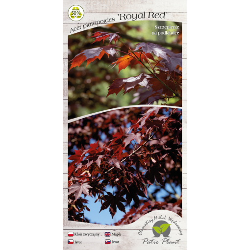 Parastā kļava ‘Royal Red’ C6 (potēšana uz potcelma)