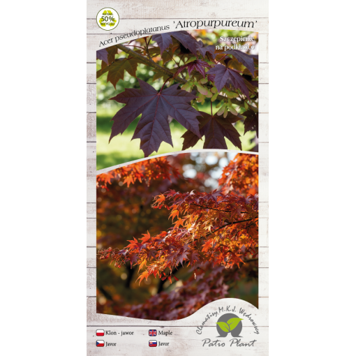 Kalnu kļava ‘Atropurpureum’ C6 (potēšana uz potcelma)
