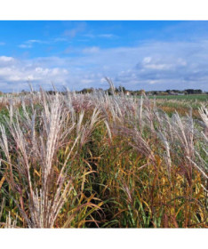 Ķīniešu miskants 'Adagio' P9/C1