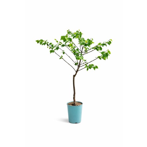 Mini Patio – Aprikoze Aprigold, 4 l pods