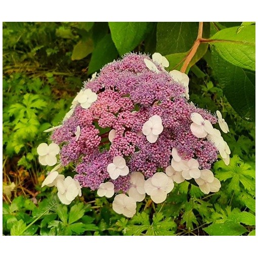 Hydrangea macrophylla ‘Libelle’ C2