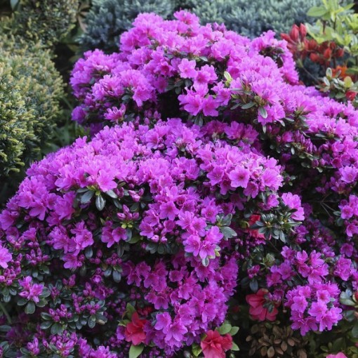 Rododendrs (Azālija) 'Geisho Purple'  C4