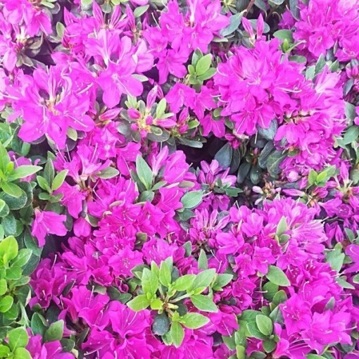 Rododendrs (Azālija) 'Geisho Purple'  C4
