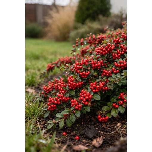 Zviedru klintene ‘Coral Beauty’  P9/C1