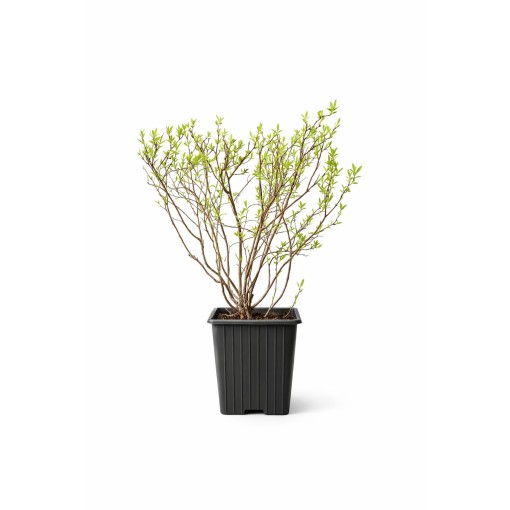 Pelēkā spireja (Spiraea × cinerea) ‘Grefsheim’ P9/C1