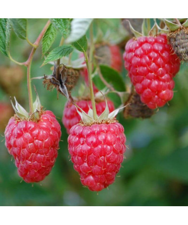 Sarkanā aveņu 'Willamette' P9/C1