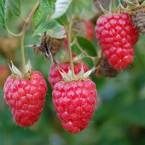 Sarkanā aveņu 'Willamette' P9/C1