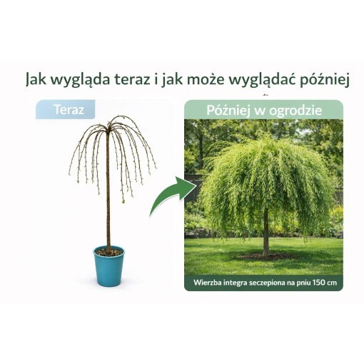 Vītols ‘Integra’ (potēts augs) konteinerā C4