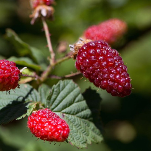 Aveņu-morušu 'Tummleberry' P9/C1