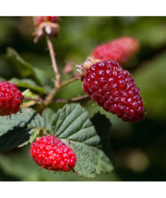 Aveņu-morušu 'Tummleberry' P9/C1