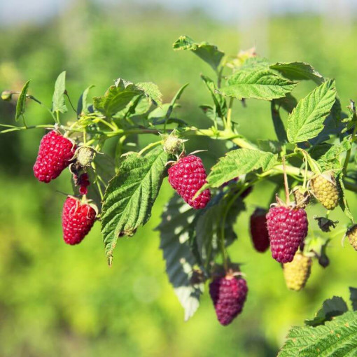 Sarkanā aveņu šķirne 'Schonemann' P9/C1