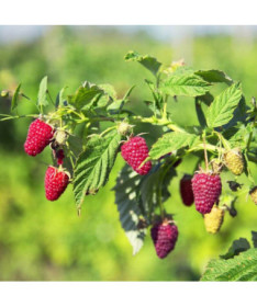 Sarkanā aveņu šķirne 'Schonemann' P9/C1