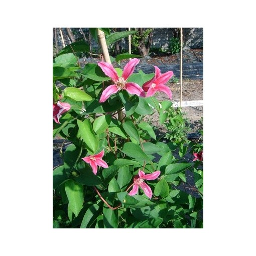 Klematis ‘Duchess of Albany’ P9/C1