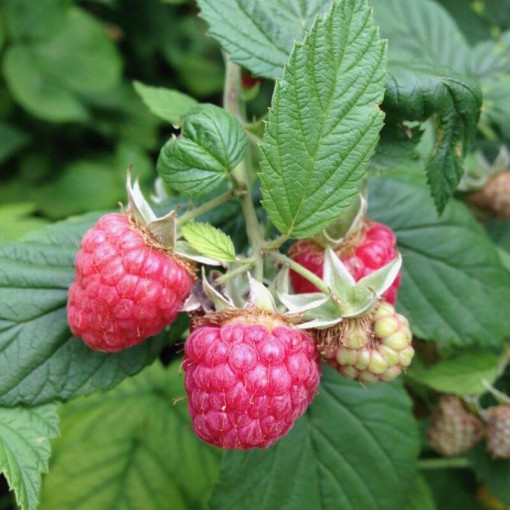 Sarkanā aveņu šķirne 'Malling Promise' P9/C1