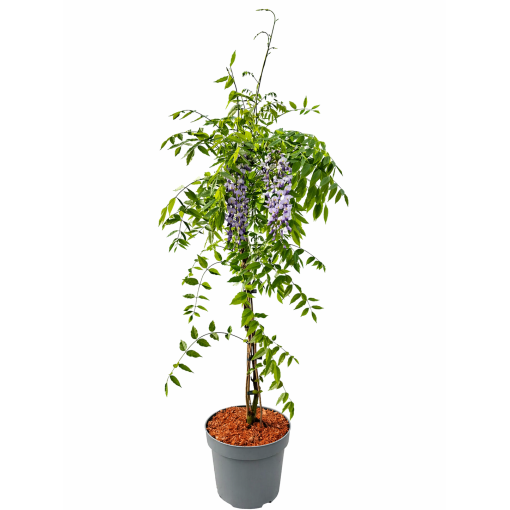 Ķīniešu vīnogulājs ZILĀ-VIOLETĀ puķu pods 10L