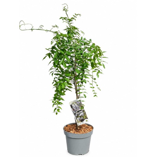 Ķīniešu vīnogulājs ZILĀ-VIOLETĀ puķu pods 10L