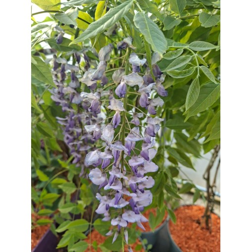 Ķīniešu vīnogulājs ZILĀ-VIOLETĀ puķu pods 10L