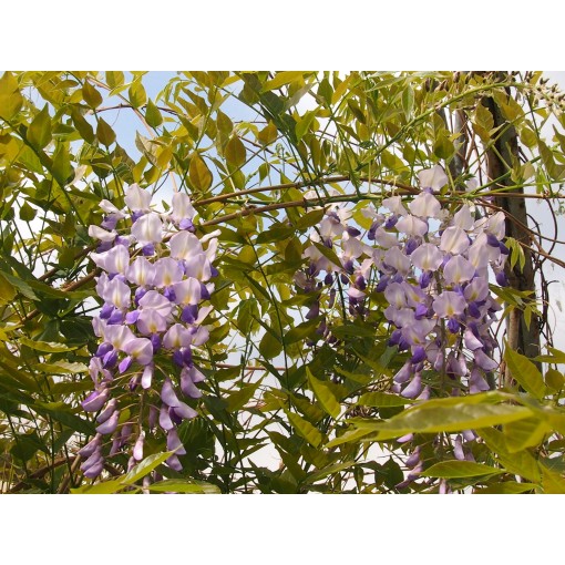 Ķīniešu vīnogulājs ZILĀ-VIOLETĀ puķu pods 10L