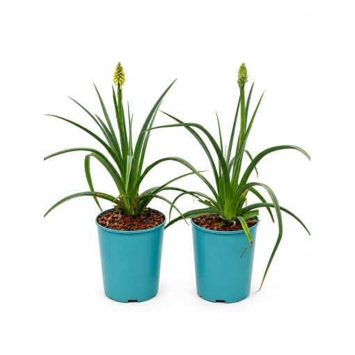 Knifofija Red Hot Poker C4