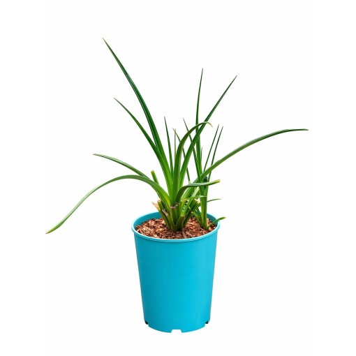 Knifofija Red Hot Poker C4