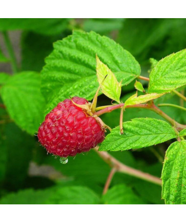 Sarkanā aveņu šķirne 'Heritage Red' P9/C1