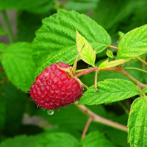 Sarkanā aveņu šķirne 'Heritage Red' P9/C1