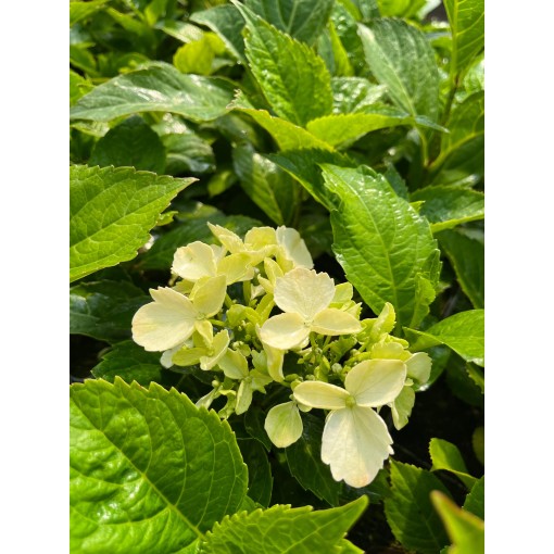 Lielā hortenzija 'Mariesii Perfecta' 4L