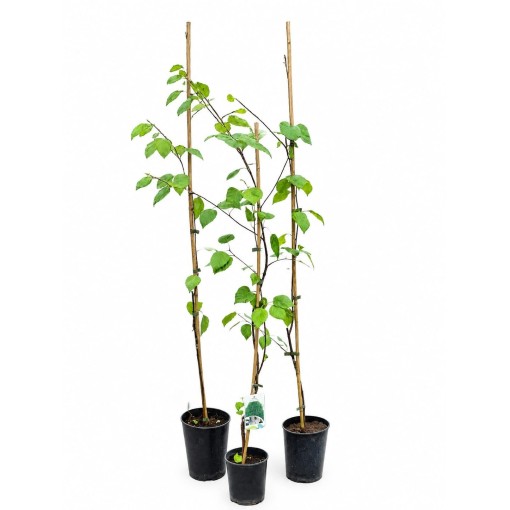 Himalaju bērzs ‘Doorenbos’ (Betula) C2