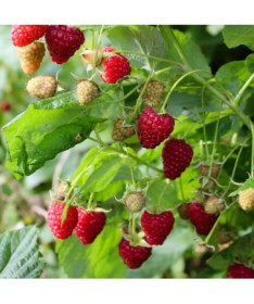 Sarkanais aveņu 'Dorman Red' P9/C1