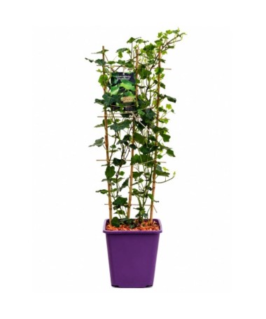 Īru efeja pods 6L