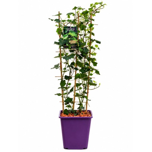 Īru efeja pods 6L